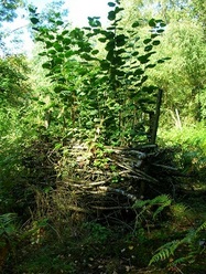 08 Sep 2013: Coppiced hazel in 2B